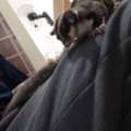 SAR 600,  Sugar Gliders For Sale