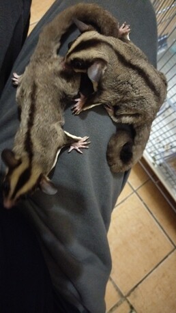 Al Bustan, Pet Supplies, SAR 600,  Sugar Gliders For Sale