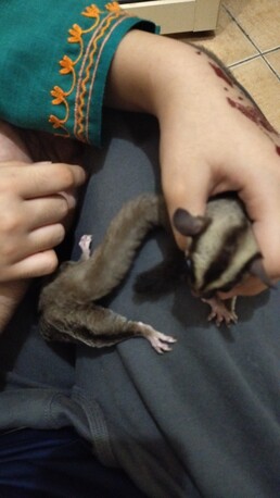 Al Bustan, Pet Supplies, SAR 600,  Sugar Gliders For Sale