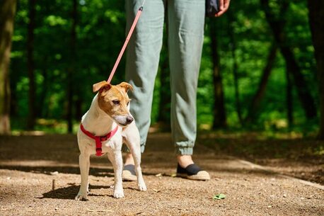 Kolkata, Pet Sitting, Dog Walking Services In Kolkata