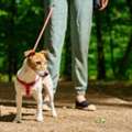 Dog Walking Services In Kolkata