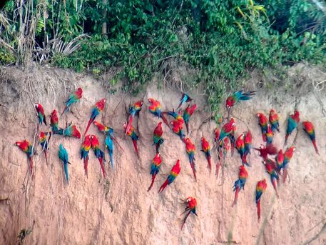 New York, Travel, Adventure Awaits &ndash; Tambopata National Reserve Packages By Tree House Inn