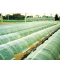 Crop Row Covers For Protection, Growth Enhancement, And Higher Yields