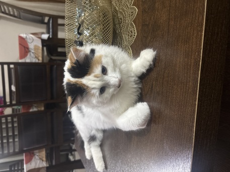 Dammam, Pet Supplies, 9 Months Old Cat Available For Adoption