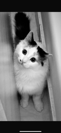 Dammam, Pet Supplies, 9 Months Old Cat Available For Adoption