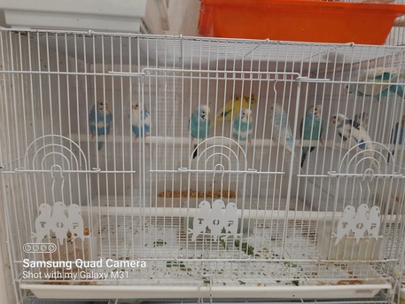 Jeddah, Pet Supplies, SAR 55,  Budgies Birds For Sale