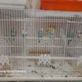 SAR 55,  Budgies Birds For Sale