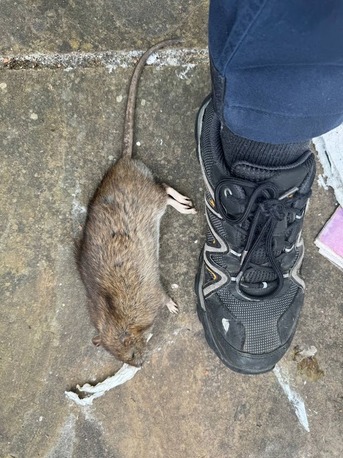 New York, Pest Control, The Pied Piper