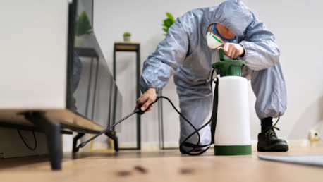 New York, Pest Control, The Pied Piper