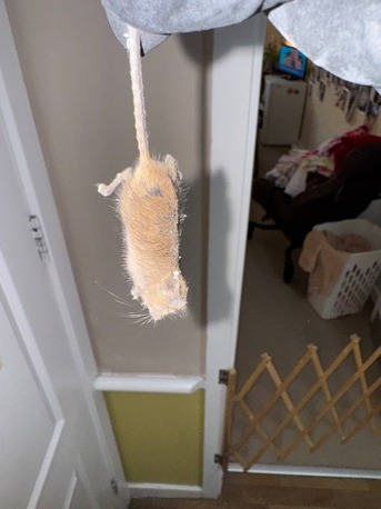 New York, Pest Control, The Pied Piper