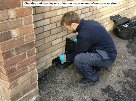 New York, Pest Control, The Pied Piper