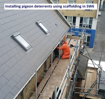 New York, Pest Control, The Pied Piper