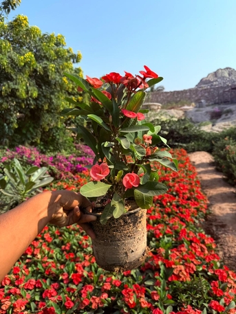 Riyadh, Farm & Garden, SAR 1,  Flower, Indoor, Outdoor Plants In Bulk Sell For 1-10 Sar Free Delivery & Maintenance