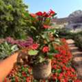 SAR 1,  Flower, Indoor, Outdoor Plants In Bulk Sell For 1-10 Sar Free Delivery & Maintenance