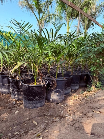 Riyadh, Farm & Garden, SAR 1,  Flower, Indoor, Outdoor Plants In Bulk Sell For 1-10 Sar Free Delivery & Maintenance