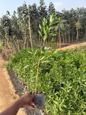 Riyadh, Farm & Garden, SAR 1,  Flower, Indoor, Outdoor Plants In Bulk Sell For 1-10 Sar Free Delivery & Maintenance