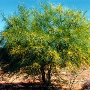 Riyadh, Farm & Garden, SAR 1,  Flower, Indoor, Outdoor Plants In Bulk Sell For 1-10 Sar Free Delivery & Maintenance