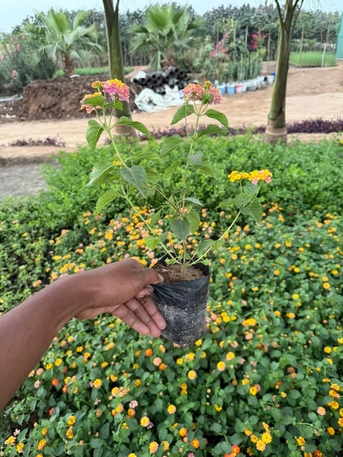 Riyadh, Farm & Garden, SAR 1,  Flower, Indoor, Outdoor Plants In Bulk Sell For 1-10 Sar Free Delivery & Maintenance