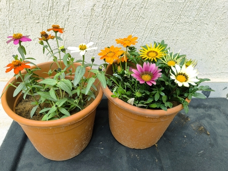 Riyadh, Farm & Garden, SAR 1,  Flower, Indoor, Outdoor Plants In Bulk Sell For 1-10 Sar Free Delivery & Maintenance