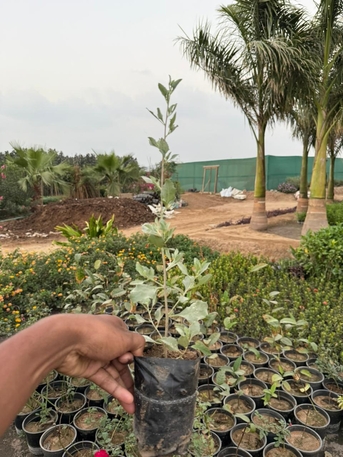 Riyadh, Farm & Garden, SAR 1,  Flower, Indoor, Outdoor Plants In Bulk Sell For 1-10 Sar Free Delivery & Maintenance