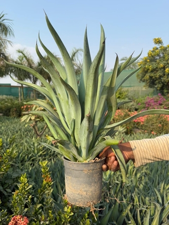 Riyadh, Farm & Garden, SAR 1,  All Types Of Flowering, Indoor, Outdoor Plant Nursery Delivery 1-10 Sr With Individual Pot