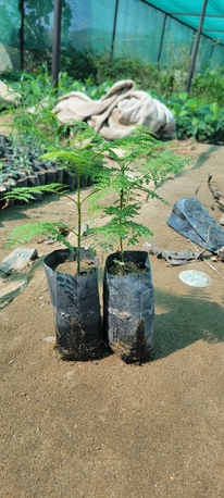 Riyadh, Farm & Garden, SAR 1,  All Types Of Flowering, Indoor, Outdoor Plant Nursery Delivery 1-10 Sr With Individual Pot