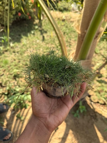 Riyadh, Farm & Garden, SAR 1,  All Types Of Flowering, Indoor, Outdoor Plant Nursery Delivery 1-10 Sr With Individual Pot