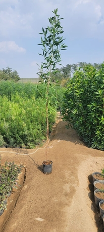 Riyadh, Farm & Garden, SAR 1,  All Types Of Flowering, Indoor, Outdoor Plant Nursery Delivery 1-10 Sr With Individual Pot