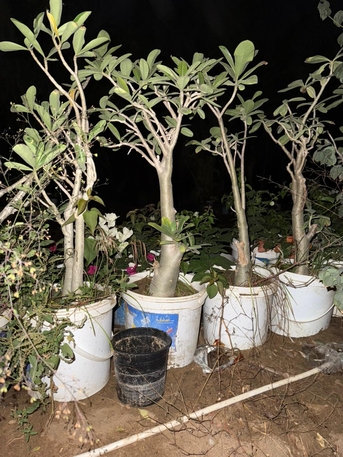 Riyadh, Farm & Garden, SAR 1,  All Types Of Flowering, Indoor, Outdoor Plant Nursery Delivery 1-10 Sr With Individual Pot