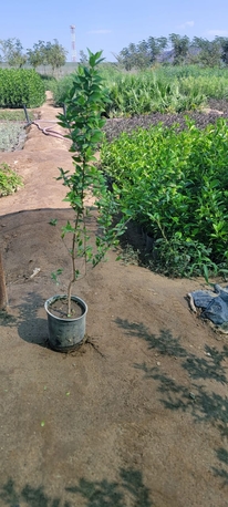 Riyadh, Farm & Garden, SAR 1,  All Types Of Flowering, Indoor, Outdoor Plant Nursery Delivery 1-10 Sr With Individual Pot