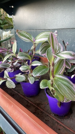 Riyadh, Farm & Garden, SAR 1,  All Types Of Flowering, Indoor, Outdoor Plant Nursery Delivery 1-10 Sr With Individual Pot