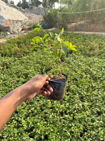 Riyadh, Farm & Garden, SAR 1,  All Types Of Flowering, Indoor, Outdoor Plant Nursery Delivery 1-10 Sr With Individual Pot