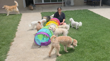 Sydney, Pet Sitting, Dog Grooming Adelaide | Professional & Gentle Groomers