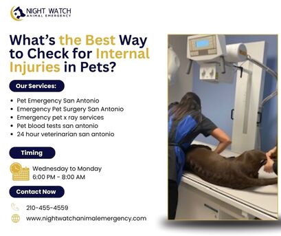 New York, Health, What&rsquo;s The Best Way To Check For Internal Injuries In Pets?