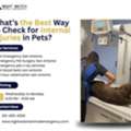 What&rsquo;s The Best Way To Check For Internal Injuries In Pets?