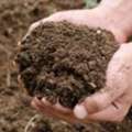 Cow Dung Manure Suppliers In Maharashtra