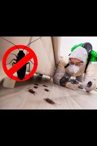 London, Pest Control, Why Is Bed Bug Heat Treatment In Derby The Most Effective Solution?