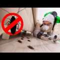 Why Is Bed Bug Heat Treatment In Derby The Most Effective Solution?