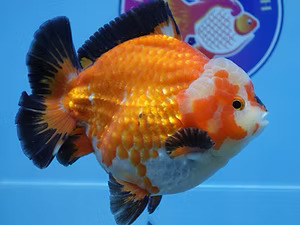 Austin, Pet Supplies, Online Goldfish Store