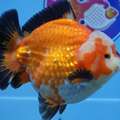 Online Goldfish Store