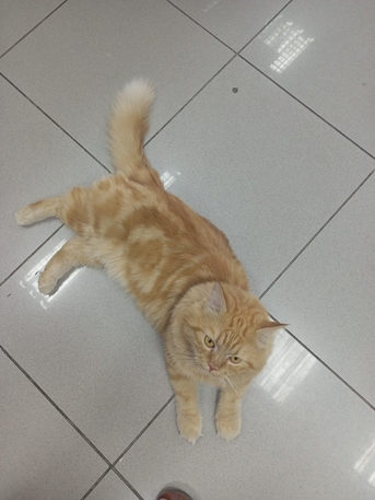 Al Sharafeyah, Pet Supplies, SAR 500,  Persian Malayasian Cross Breed Cat For Sale