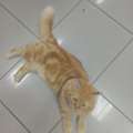 SAR 500,  Persian Malayasian Cross Breed Cat For Sale
