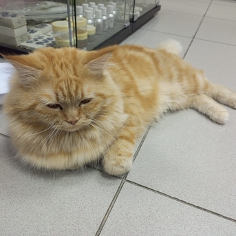 Al Sharafeyah, Pet Supplies, SAR 500,  Persian Malayasian Cross Breed Cat For Sale