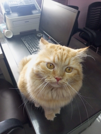 Al Sharafeyah, Pet Supplies, SAR 500,  Persian Malayasian Cross Breed Cat For Sale