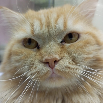 Al Sharafeyah, Pet Supplies, SAR 500,  Persian Malayasian Cross Breed Cat For Sale