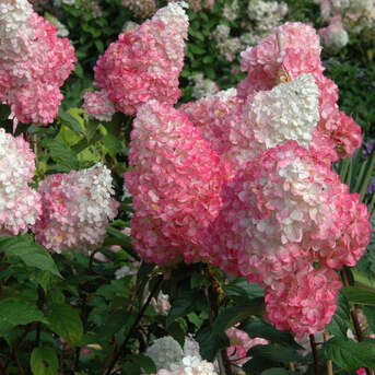 New York, Farm & Garden, USD 59,  Vanilla Strawberry Hydrangea &ndash; Colorful Flowering Shrub