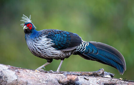 Mumbai, Travel, Kumaon Himalayas Tour | Birding Tour Uttarakhand