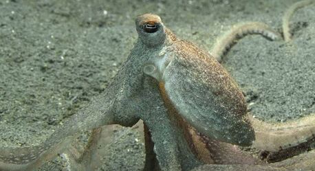 Austin, Business, Atlantic Longarm Octopus: Facts, Habitat & Unique Adaptations