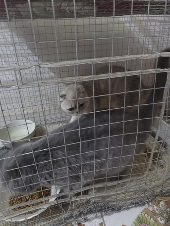 Hara, Free Items, SAR 50,  Cats For Free