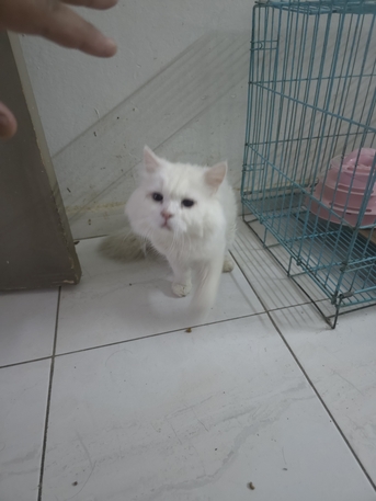 Hara, Free Items, SAR 50,  Cats For Free